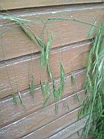 Brome mou, Bromus hordeaceus (prise a Lens)(4)